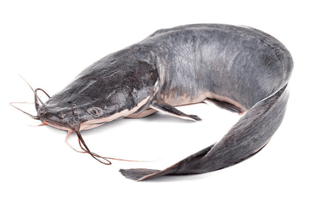 Catfish Farm