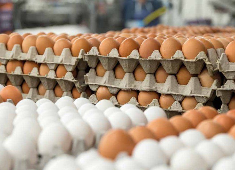 Fresh Eggs